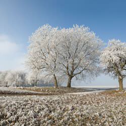 Frost covering trees and a grassy field in Theodore