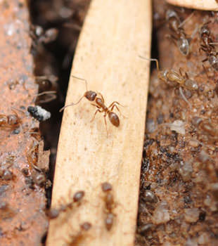 Ant Control in Alabama