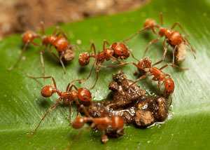 Fire Ants in Huntsville