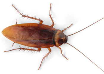 American Cockroach in Birmingham