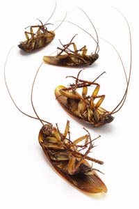 Cockroach Extermination in Birmingham
