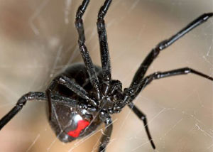 Black Widow Spiders in Montgomery
