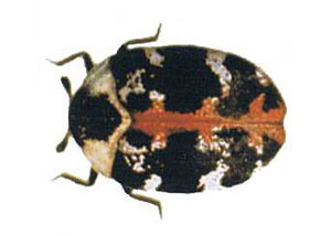 Carpet Beetles in Gadsden