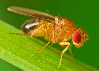 Fruit Fly in  Dothan