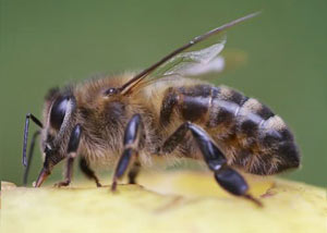 Honey Bees in Bessemer