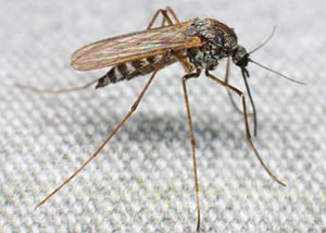 Mosquitoes in Huntsville