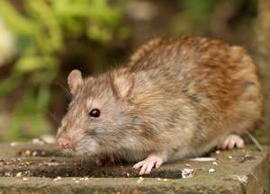 A mouse outside a Alabama home